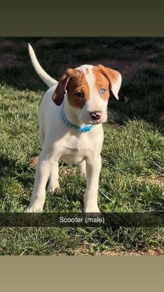 MUPPETS : SCOOTER - Catahoula Leopard Dog / Foxhound available for adoption