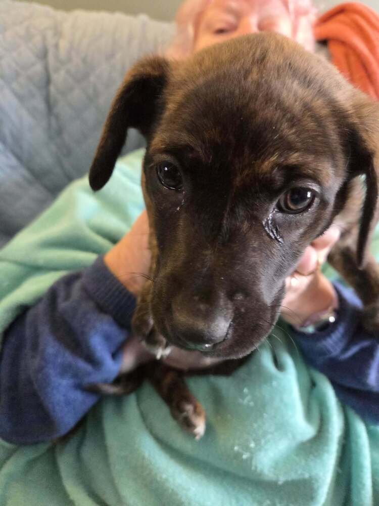 GERMAN CUISINE : STRUDEL - German Shepherd Dog / Labrador Retriever available for adoption