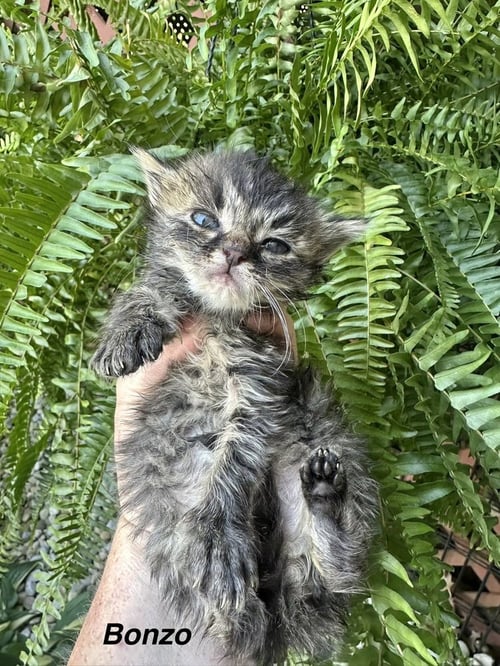 ZOMBIE KITTIEZ : BONZO - Domestic Short Hair / Domestic Medium Hair available for adoption