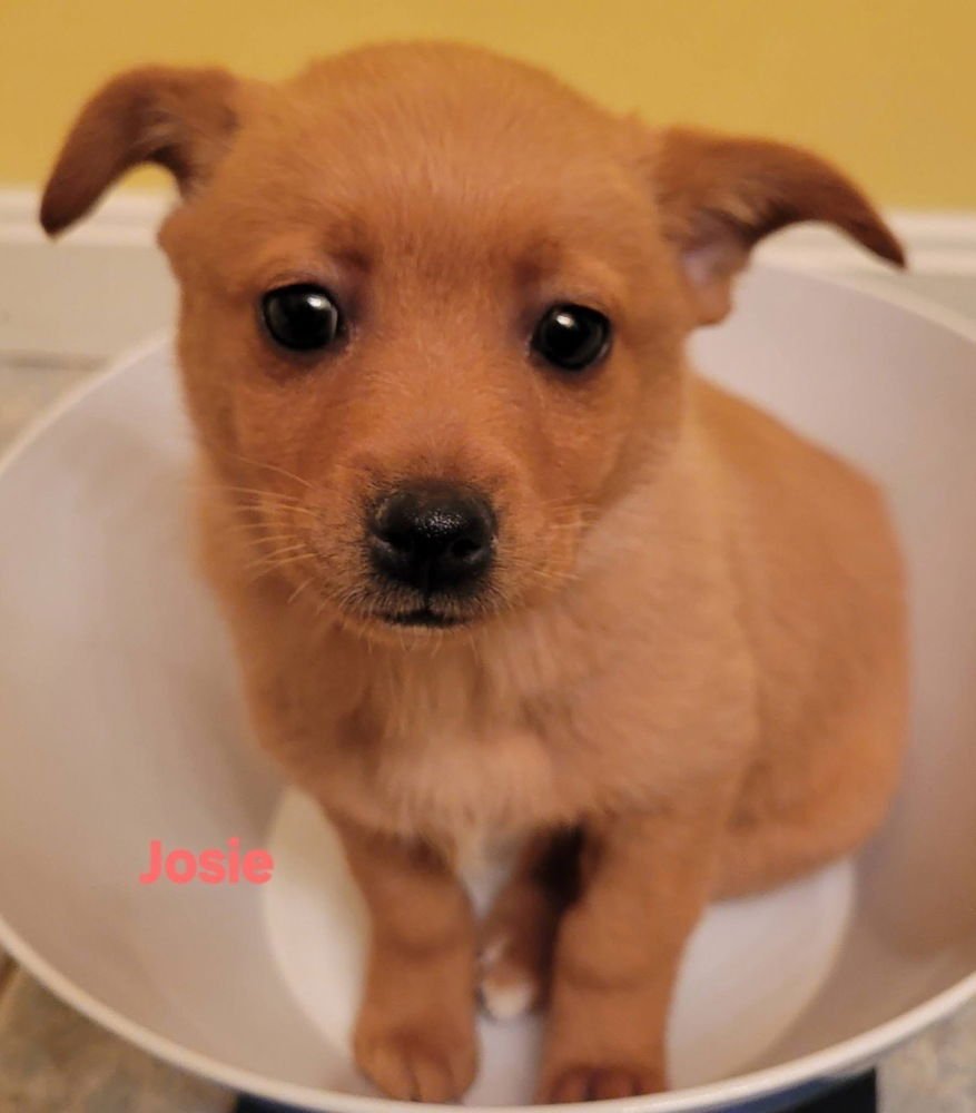 HANNA BARBERA GANG :  JOSIE - Feist / Cairn Terrier available for adoption