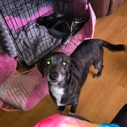 MAMA SASSY - Plott Hound / Dachshund available for adoption