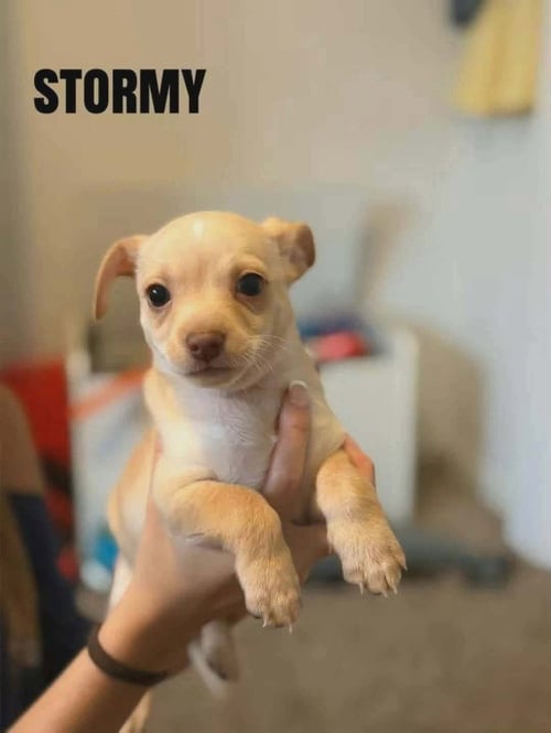 FORECAST FOR CUTE : STORMY - Chihuahua / Terrier for adoption in Cincinnati