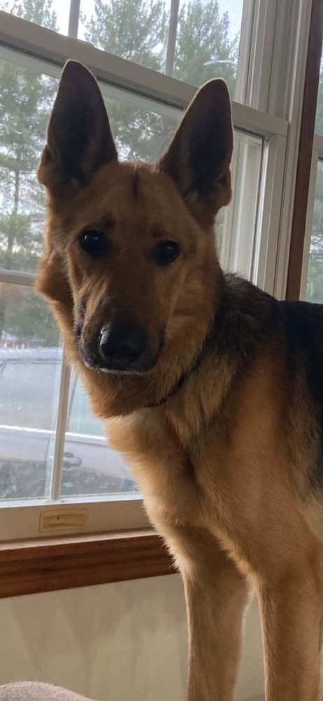 STEEL - German Shepherd Dog available for adoption