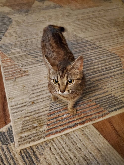 STEVIE NICKS KITTY - Domestic Short Hair / Calico available for adoption