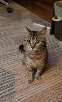Stevie Nicks Kitty - Photo 2