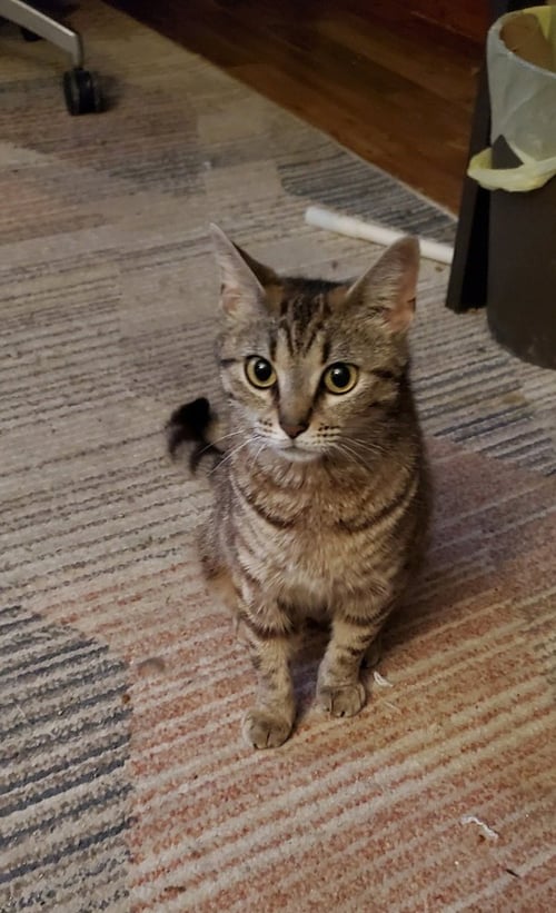STEVIE NICKS KITTY - Domestic Short Hair / Calico available for adoption