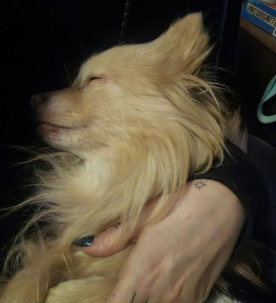 LATTE - Pomeranian available for adoption