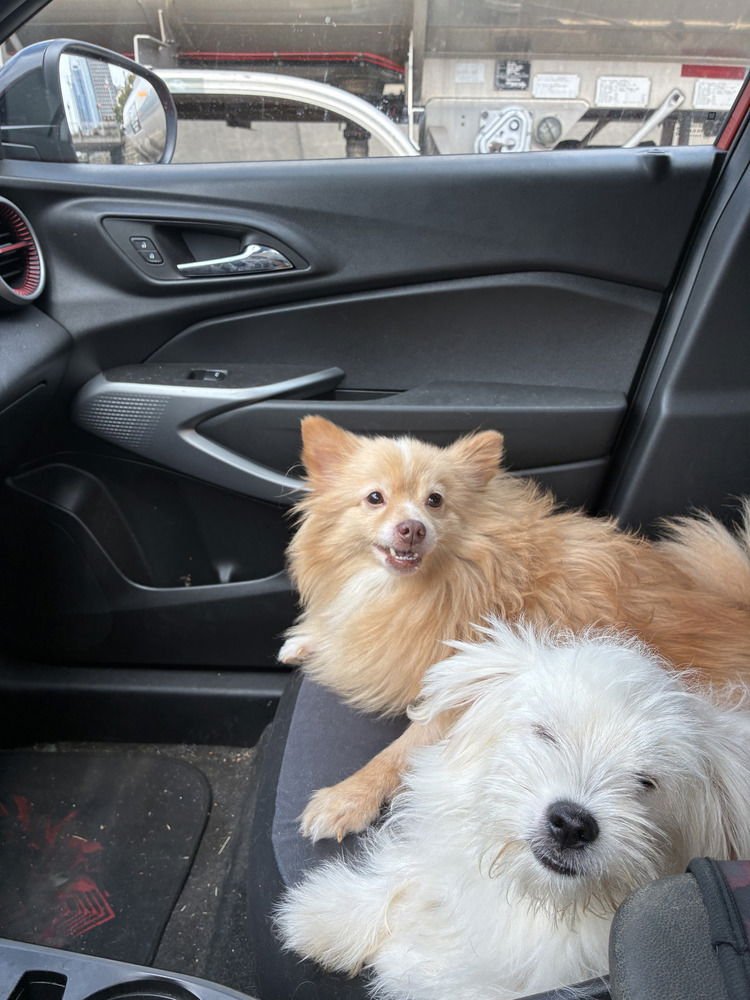 LATTE - Pomeranian available for adoption