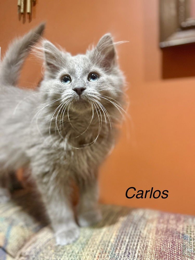 JULIES : CARLOS - Domestic Long Hair available for adoption