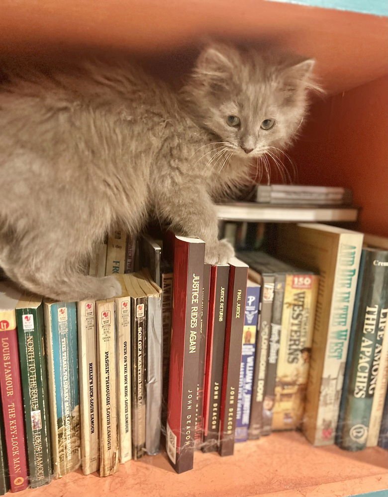 JULIES : CARLOS - Domestic Long Hair available for adoption