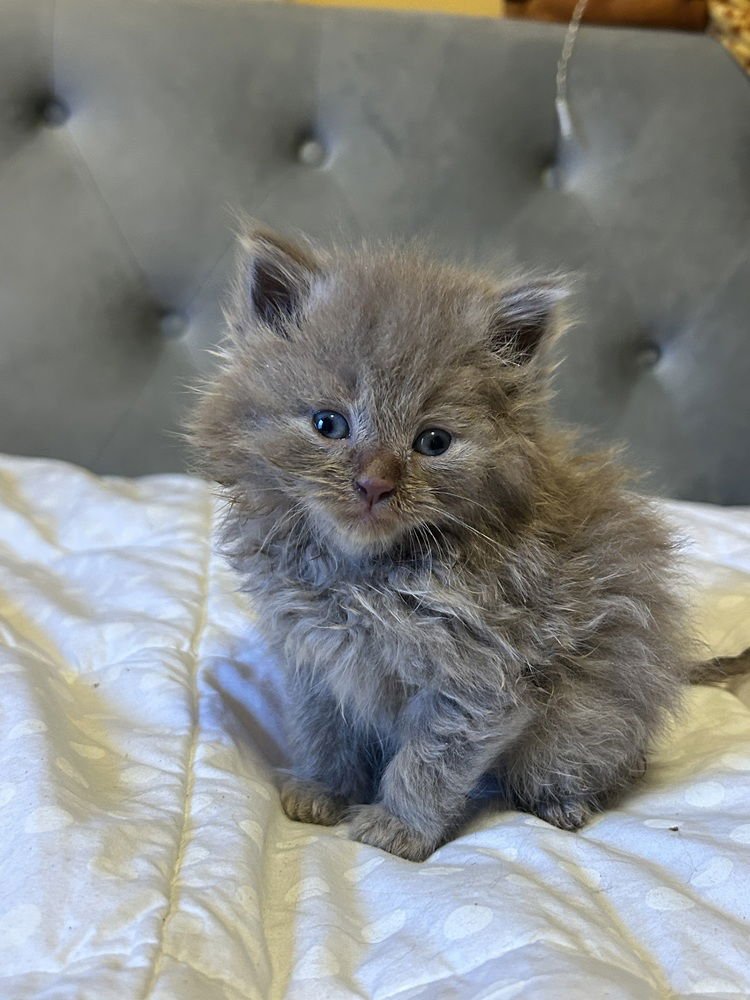 Julies : Carlos - Photo 3