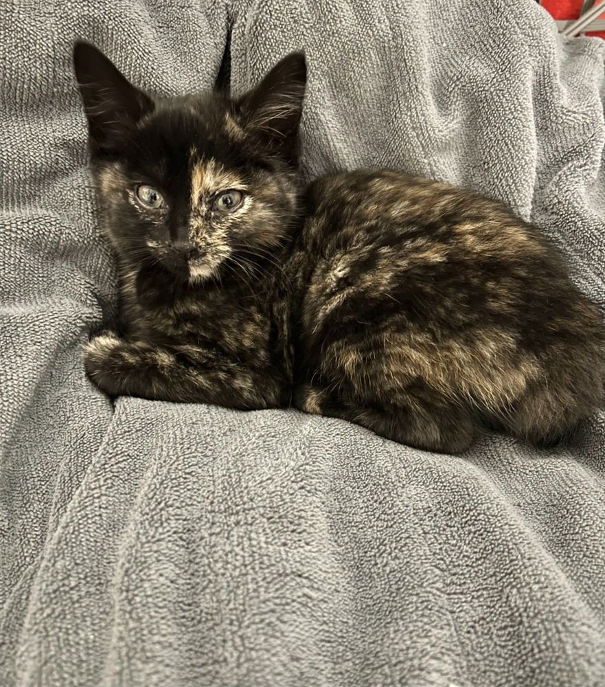 WONKA KITTIES : VIOLET - Domestic Short Hair available for adoption