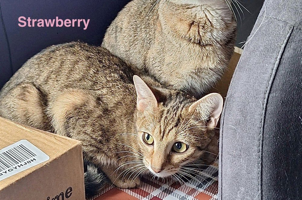 SS KITTIES : STRAWBERRY - Domestic Short Hair available for adoption