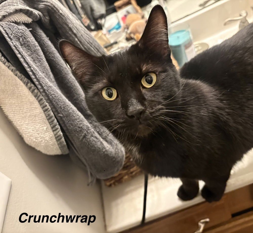 AP : CRUNCH WRAP - Domestic Short Hair available for adoption
