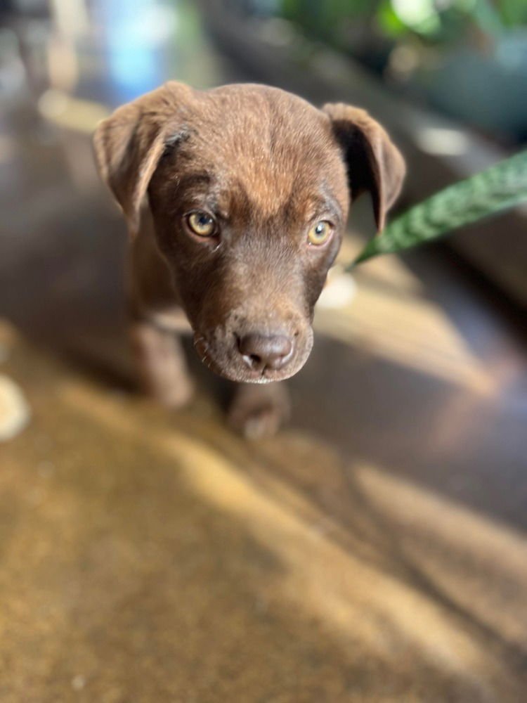 ICONIC TRIO : PAUL - Labrador Retriever / Bulldog available for adoption