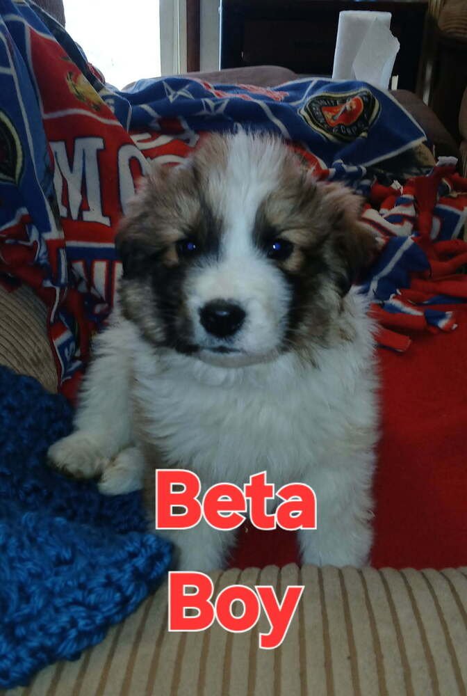 GREEK ALPHABET : BETA - Great Pyrenees / Australian Shepherd available for adoption