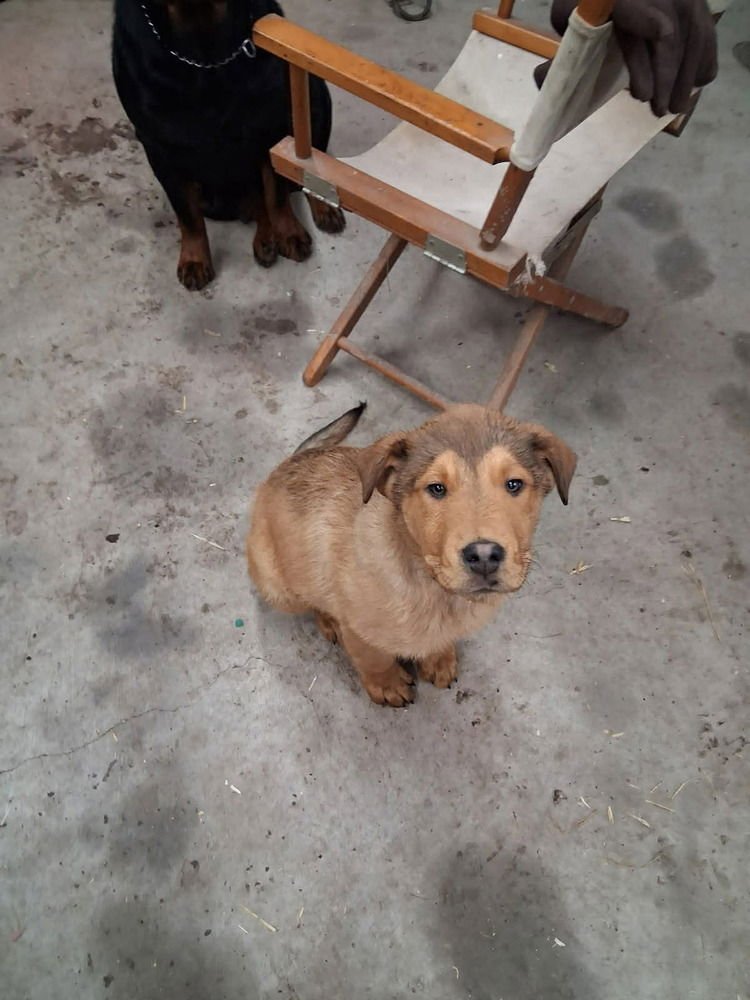 OLIVER LOVE - Rottweiler / Collie available for adoption