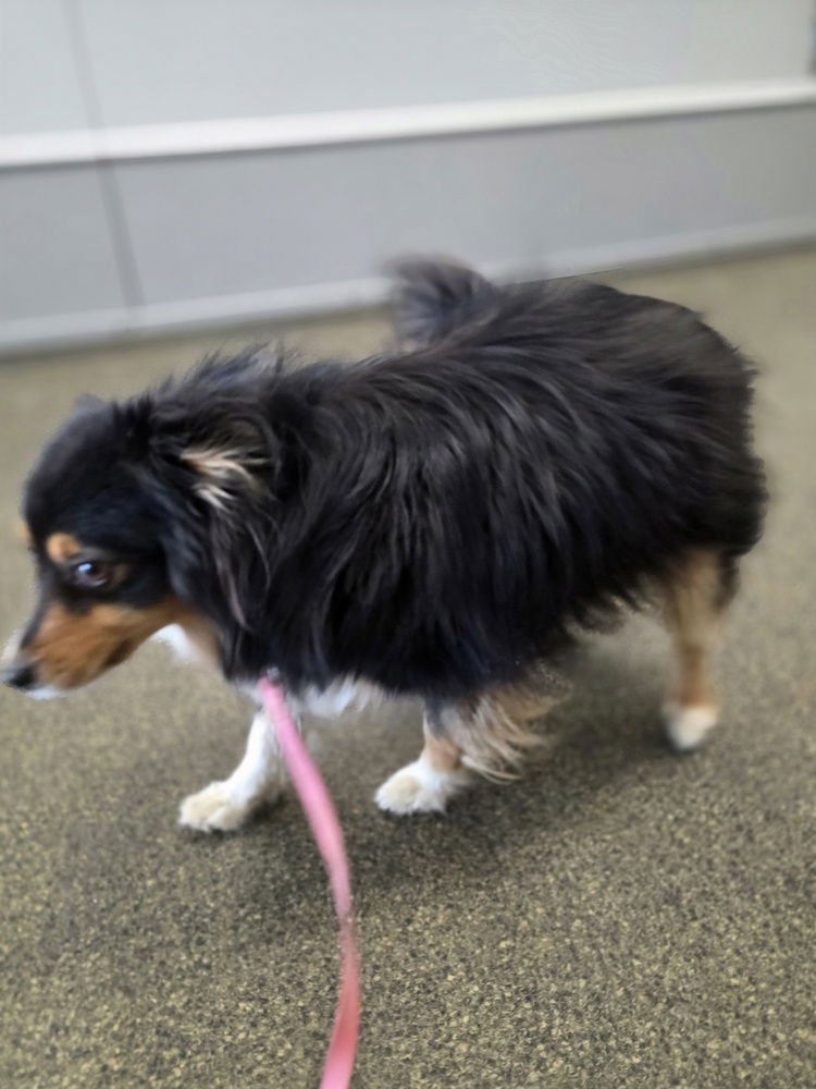 LIL BUDDY - Australian Shepherd available for adoption