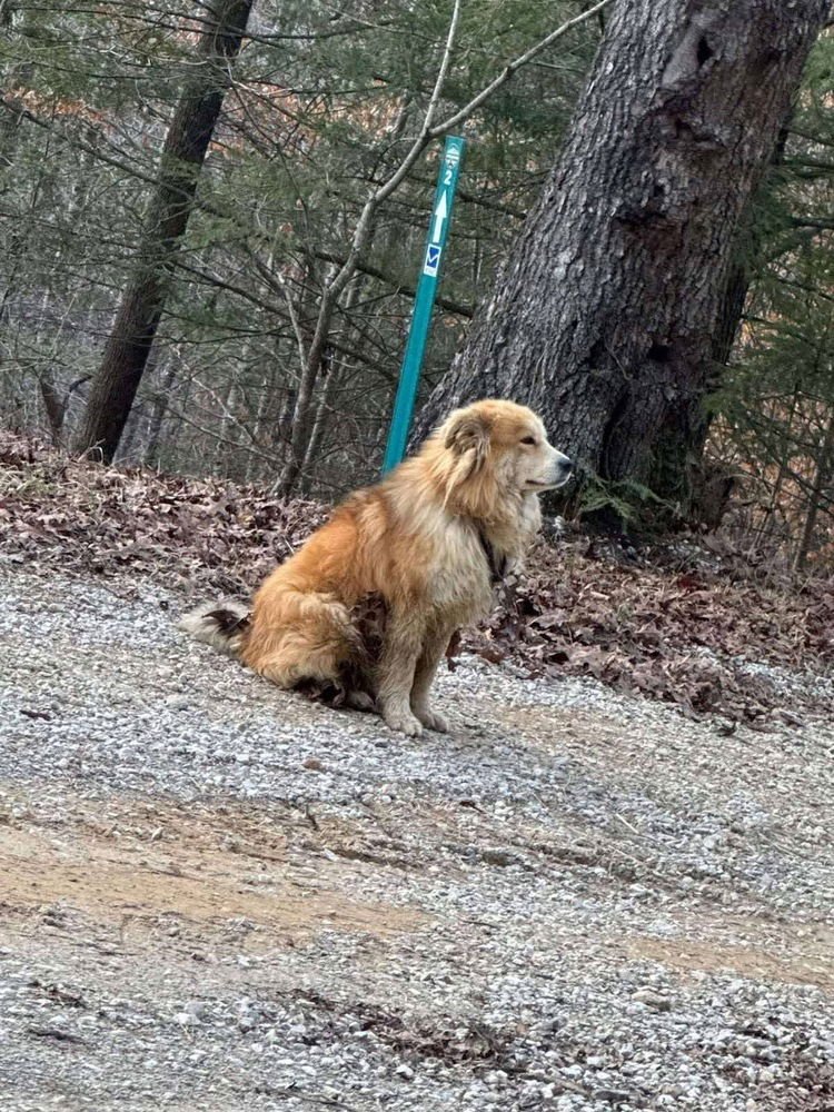 LOYAL T - Australian Shepherd / Shepherd available for adoption