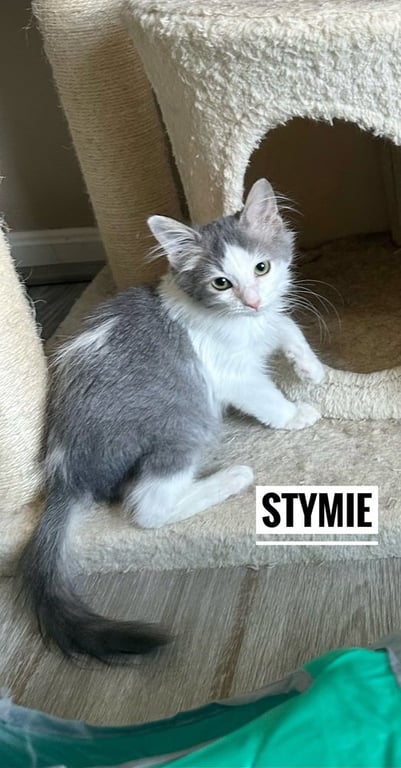 Little Rascats : Stymie Image