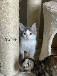 Little Rascats : Stymie - Photo 2
