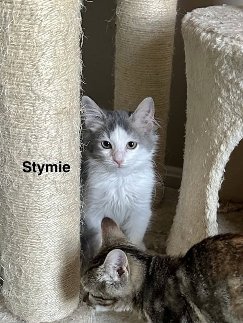 LITTLE RASCATS : STYMIE - Domestic Medium Hair available for adoption