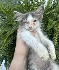 Little Rascats : Stymie - Photo 4