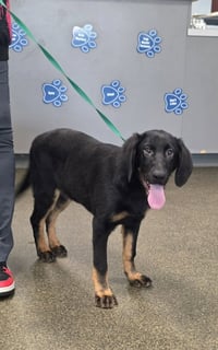 PR Paws : Promise - Photo 1