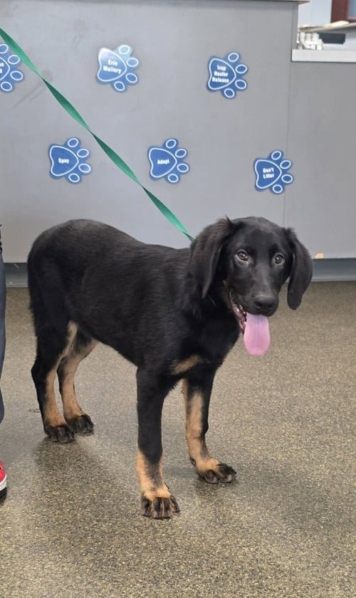 PR PAWS : PROMISE - Bloodhound / German Shepherd Dog available for adoption