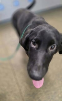 PR Paws : Promise - Photo 4