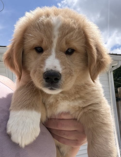 CONNECTICUT : WESTON - Labrador Retriever / Terrier available for adoption