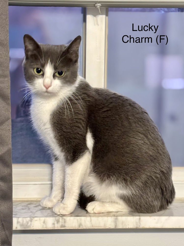 CEREAL KITTY : LUCKY CHARM - Domestic Short Hair available for adoption