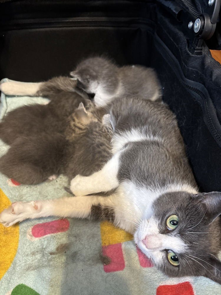 CEREAL KITTY : LUCKY CHARM - Domestic Short Hair available for adoption