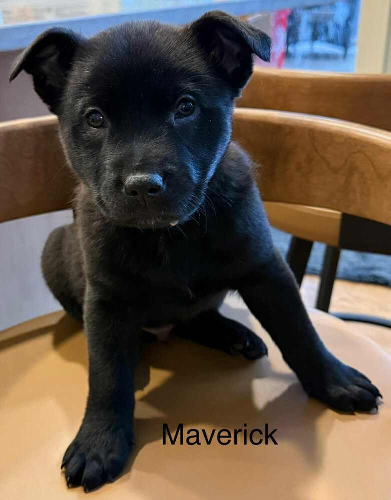 COWBOY CREW : MAVERICK - Labrador Retriever / Australian Cattle Dog/Blue Heeler available for adoption