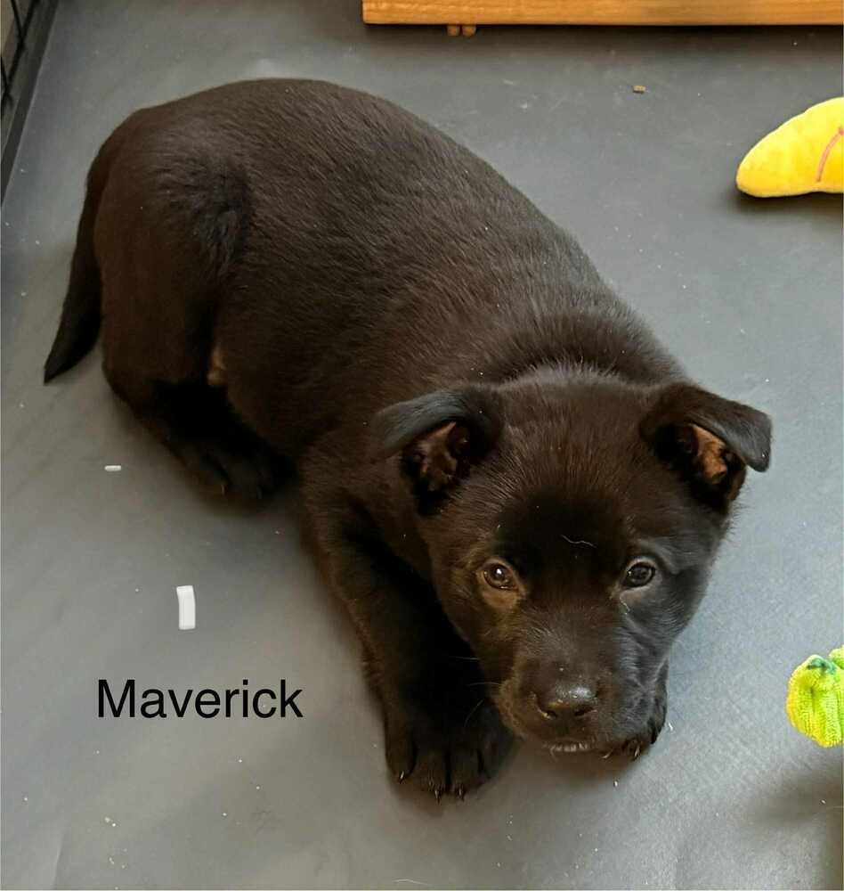 COWBOY CREW : MAVERICK - Labrador Retriever / Australian Cattle Dog/Blue Heeler available for adoption