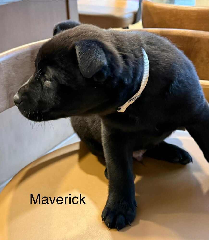 Cowboy Crew : Maverick - Photo 3