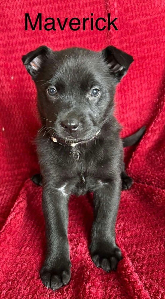 Cowboy Crew : Maverick - Photo 4