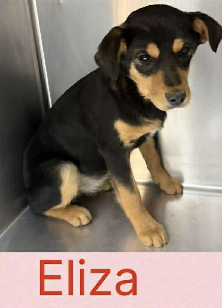 SISTERS : ELIZA JEAN - Shepherd available for adoption