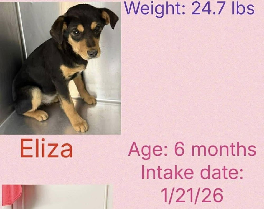 SISTERS : ELIZA JEAN - Shepherd available for adoption