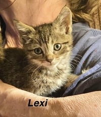 Hogans : Lexi - Photo 1