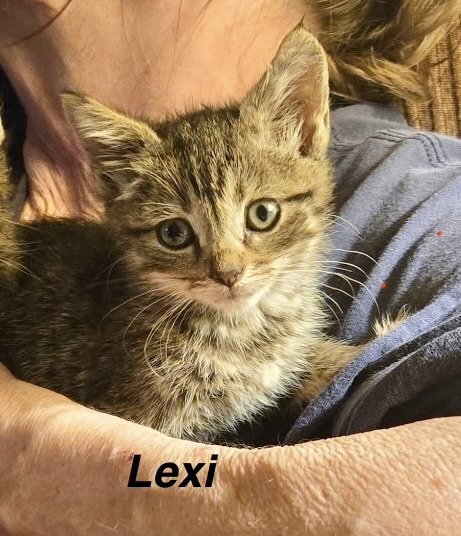HOGANS : LEXI - Domestic Short Hair available for adoption