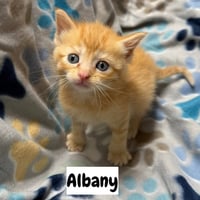 Capital Cats : Albany - Photo 1