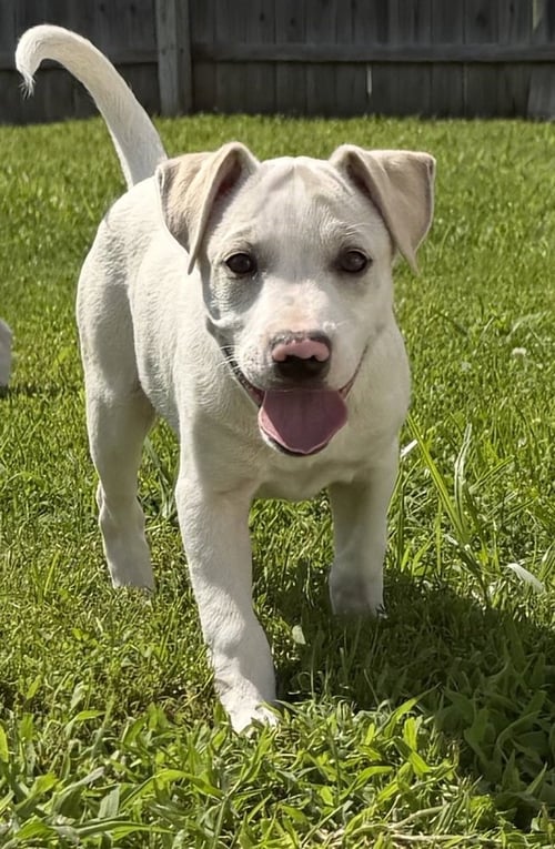 DELAWARE : CLAYTON - Labrador Retriever / Beagle available for adoption