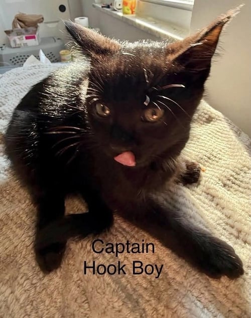 NEVERLAND KITTIES : CAPTAIN HOOK - Domestic Short Hair available for adoption