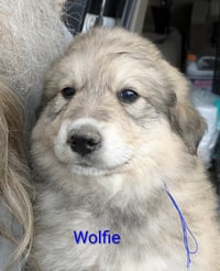 Ruby's Rowdies : Wolfie - Photo 1