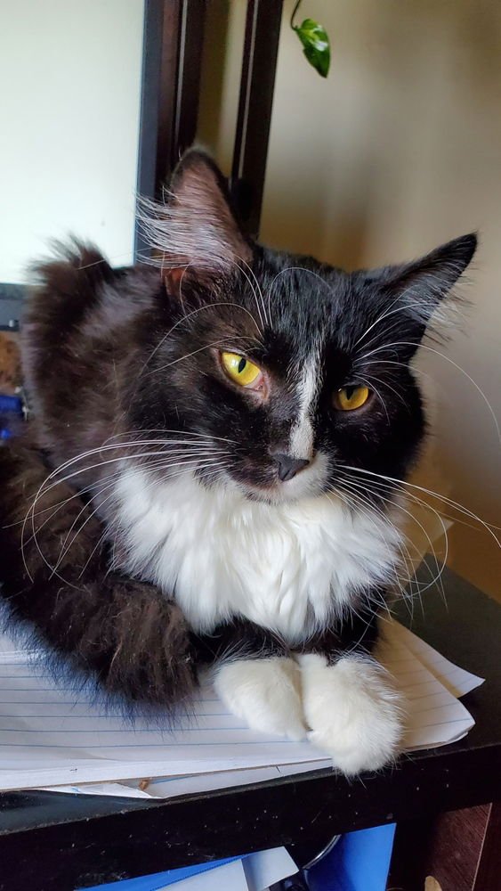 HOGANS : BLACK BEAUTY SAMMI - Domestic Long Hair available for adoption