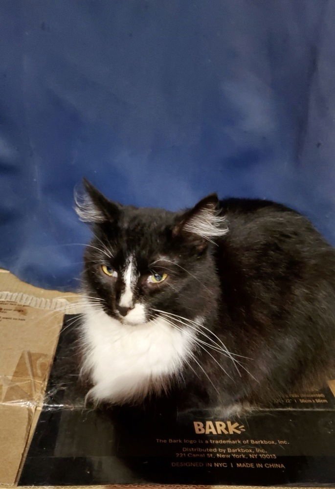 Hogans : Black Beauty Sammi - Photo 3