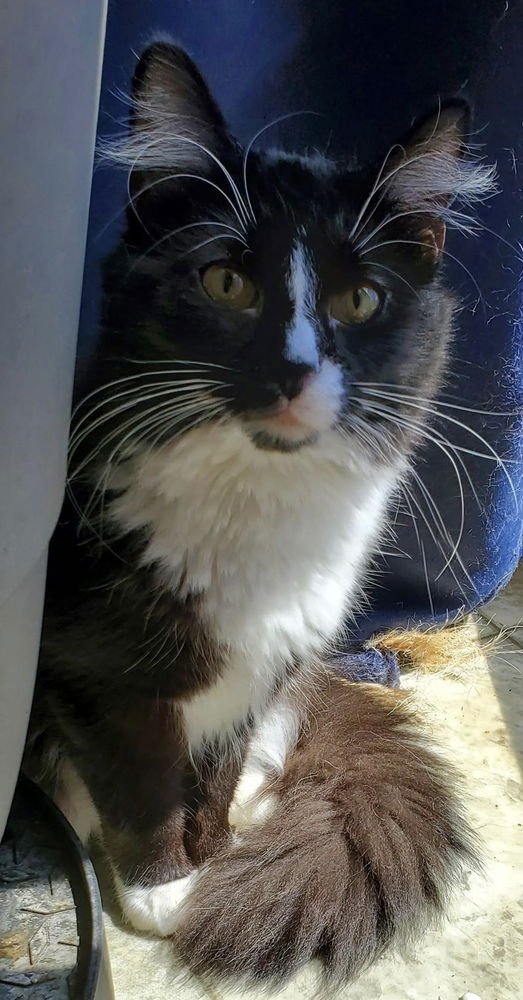 Hogans : Black Beauty Sammi - Photo 4