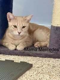 Luxury Kitties : Mercedes - Photo 1