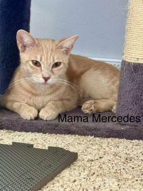 LUXURY KITTIES : MERCEDES - Domestic Short Hair / Domestic Short Hair available for adoption